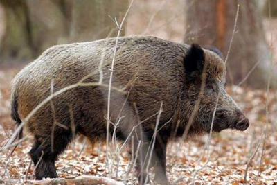 jabali en correpoco